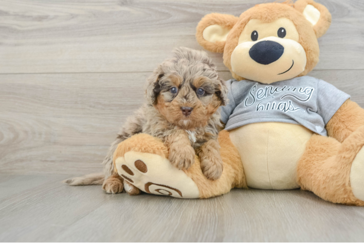 Happy Mini Bernedoodle Baby