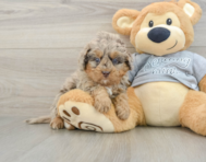 8 week old Mini Bernedoodle Puppy For Sale - Premier Pups