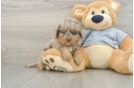 Happy Mini Bernedoodle Baby