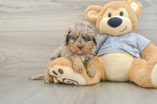 Happy Mini Bernedoodle Baby