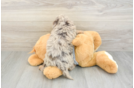 Sweet Mini Bernedoodle Baby