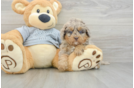 Energetic Mini Bernesepoo Poodle Mix Puppy