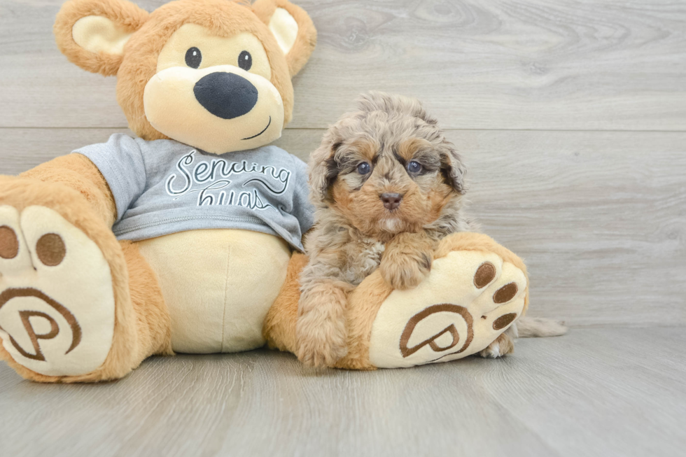 Energetic Mini Bernesepoo Poodle Mix Puppy