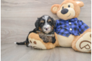 Energetic Mini Bernesedoodle Poodle Mix Puppy