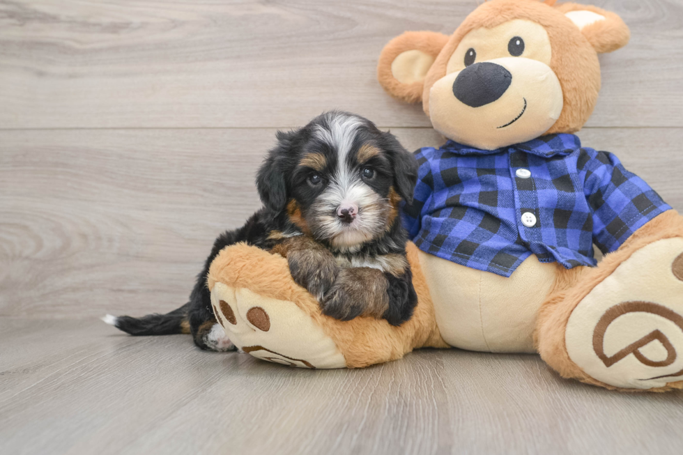 Energetic Mini Bernesedoodle Poodle Mix Puppy