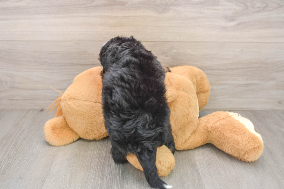 Best Mini Bernedoodle Baby