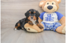 Hypoallergenic Bernese Doodle Poodle Mix Puppy