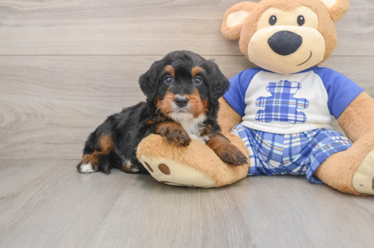 Hypoallergenic Bernese Doodle Poodle Mix Puppy