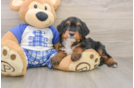 Mini Bernedoodle Puppy for Adoption