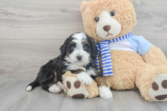 Mini Bernedoodle Pup Being Cute