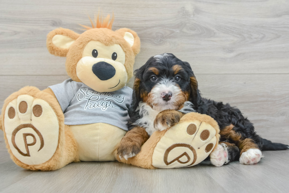 Mini Bernedoodle Pup Being Cute