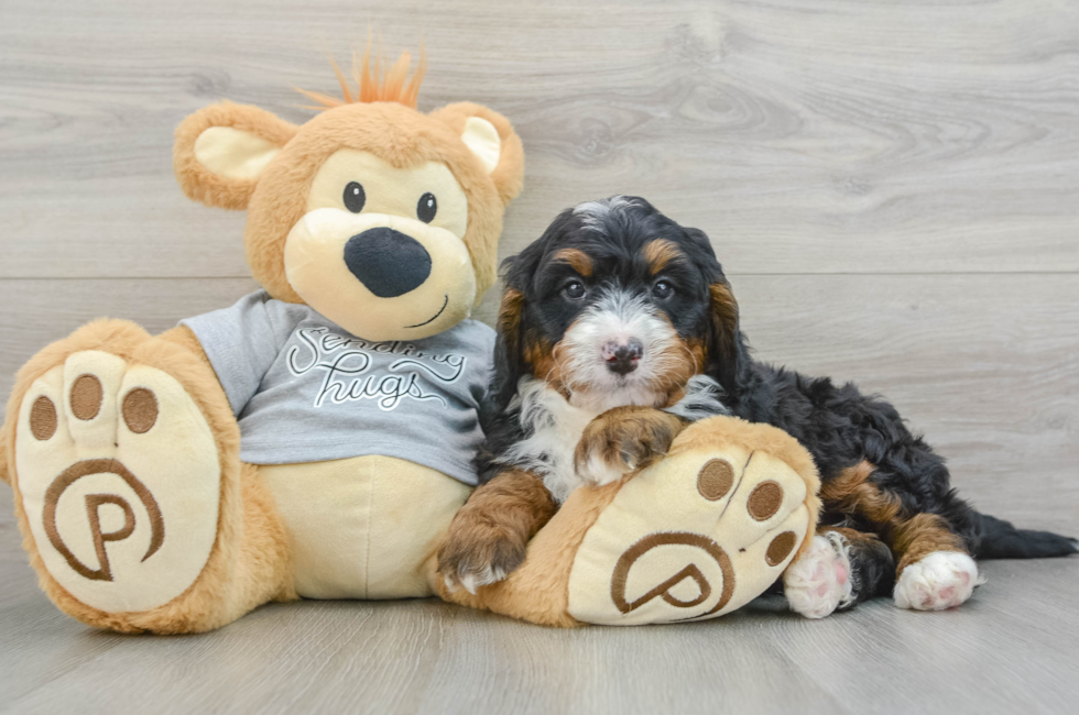 6 week old Mini Bernedoodle Puppy For Sale - Premier Pups