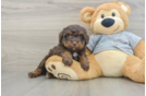 Best Mini Bernedoodle Baby
