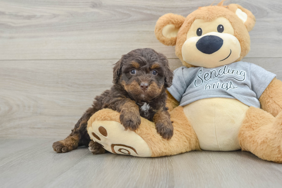 Best Mini Bernedoodle Baby