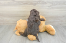 Mini Bernedoodle Pup Being Cute