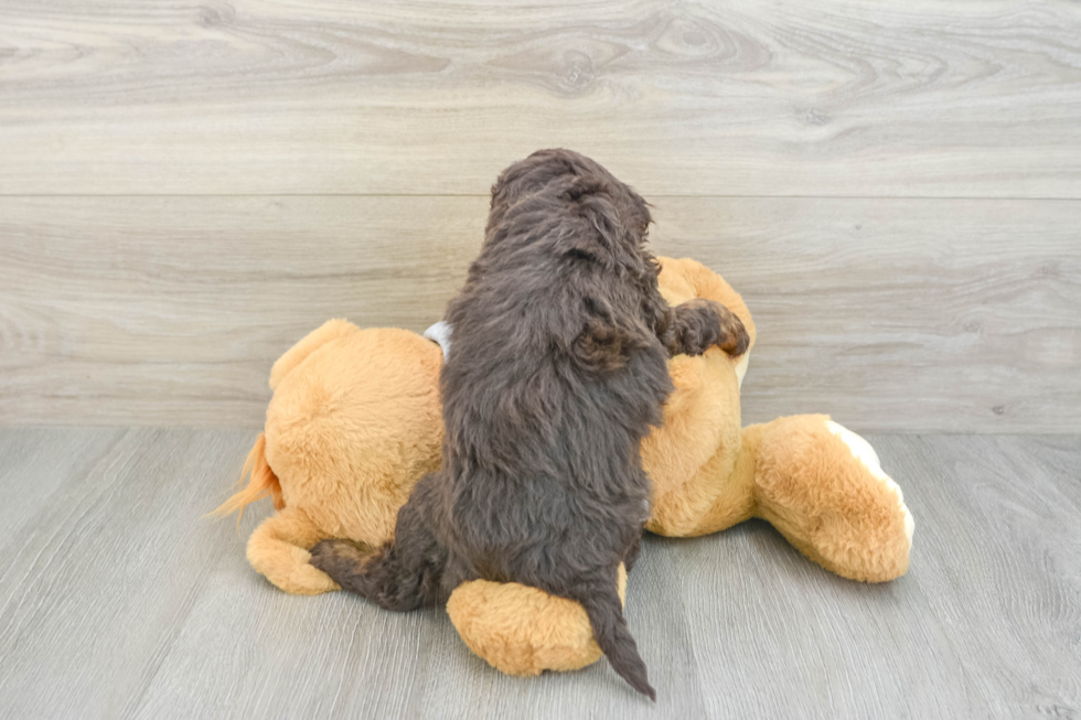 Mini Bernedoodle Pup Being Cute
