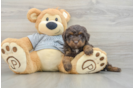 Mini Bernedoodle Puppy for Adoption