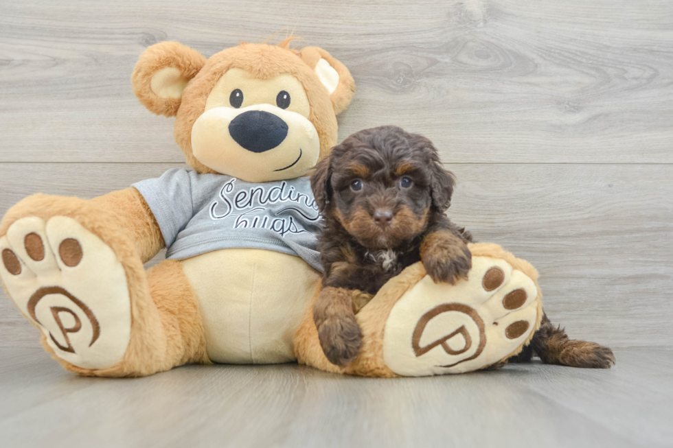 Mini Bernedoodle Puppy for Adoption