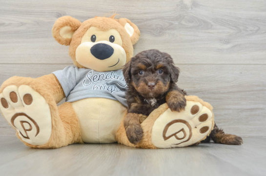 Mini Bernedoodle Puppy for Adoption