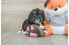 Mini Bernedoodle Puppy for Adoption