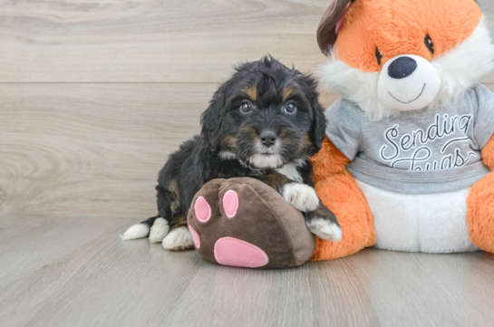 Mini Bernedoodle Puppy for Adoption
