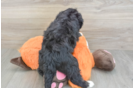 Mini Bernedoodle Puppy for Adoption