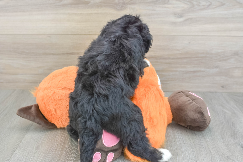 Mini Bernedoodle Puppy for Adoption
