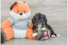 Best Mini Bernedoodle Baby
