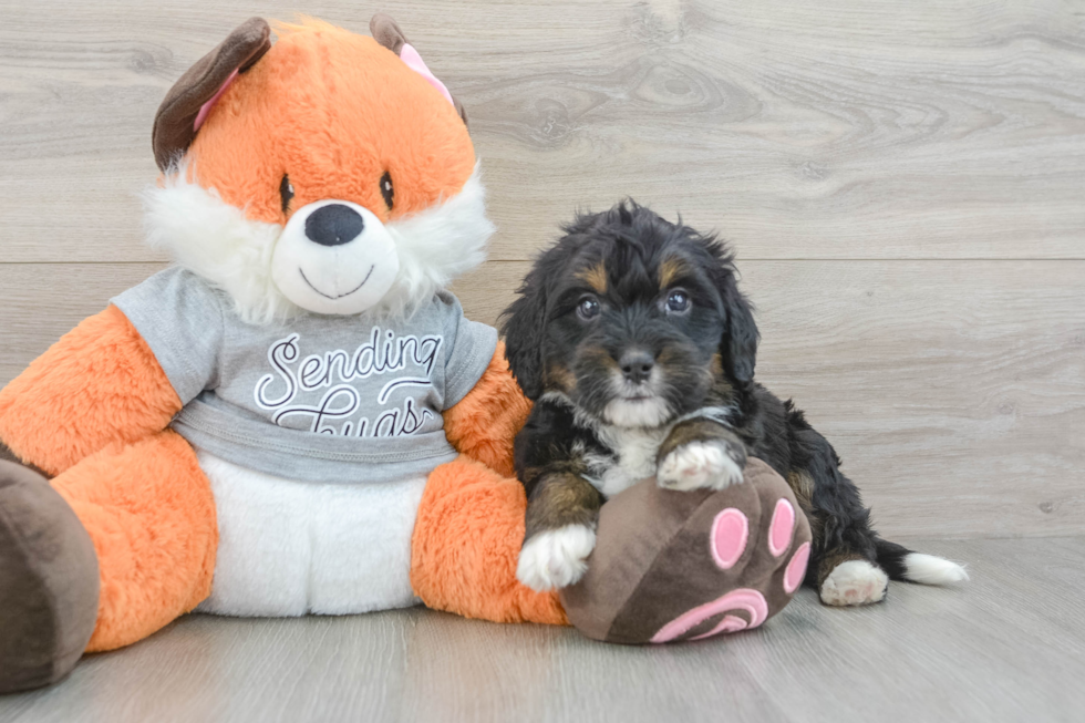 Best Mini Bernedoodle Baby