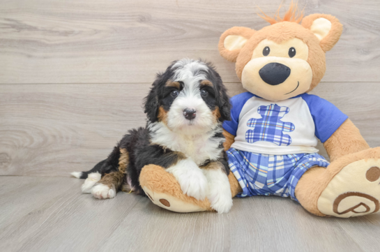 Mini Bernedoodle Pup Being Cute