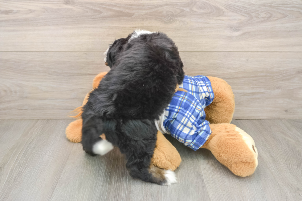 Mini Bernedoodle Pup Being Cute