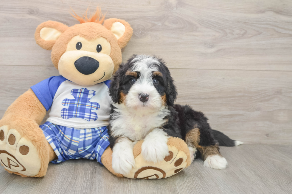 Fluffy Mini Bernedoodle Poodle Mix Pup