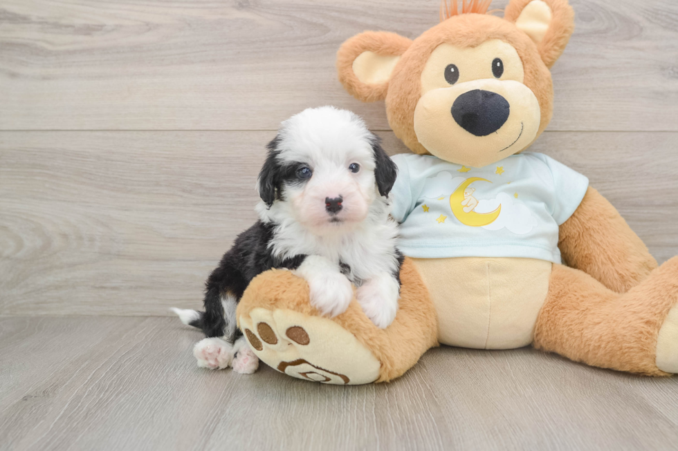 Mini Bernedoodle Pup Being Cute