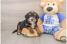 Best Mini Bernedoodle Baby