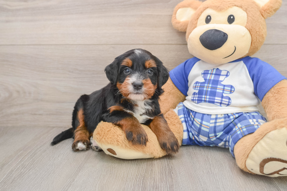 Best Mini Bernedoodle Baby