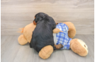 Best Mini Bernedoodle Baby