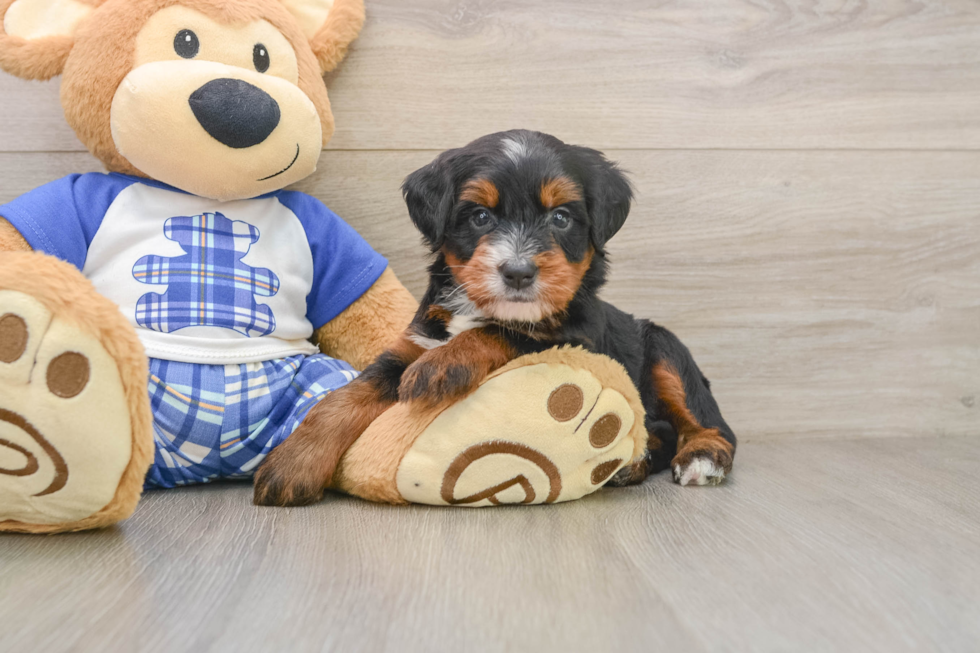 Smart Mini Bernedoodle Poodle Mix Pup