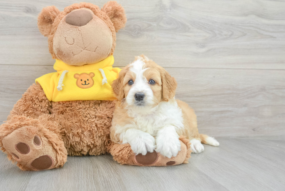 Mini Bernedoodle Pup Being Cute