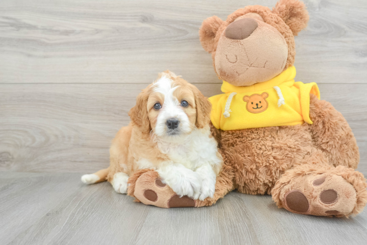 Best Mini Bernedoodle Baby