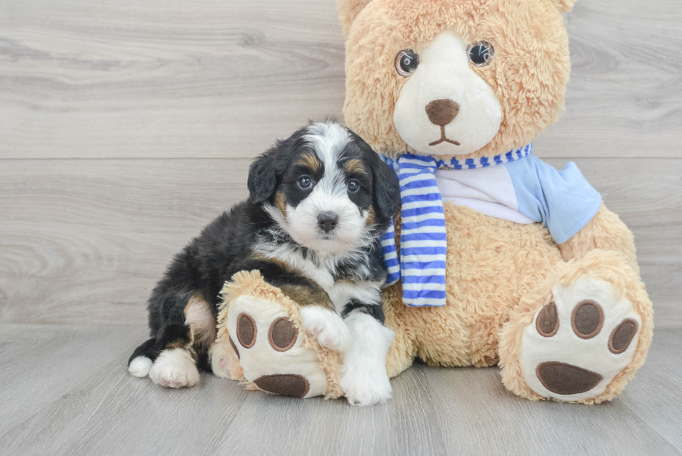 Mini Bernedoodle Pup Being Cute