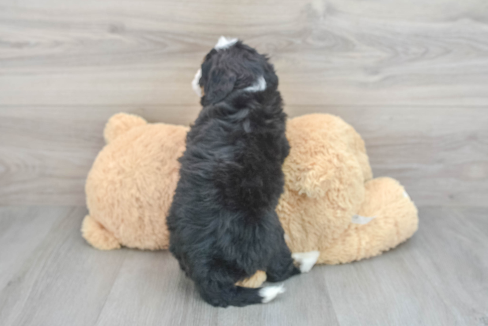 Petite Mini Bernedoodle Poodle Mix Pup