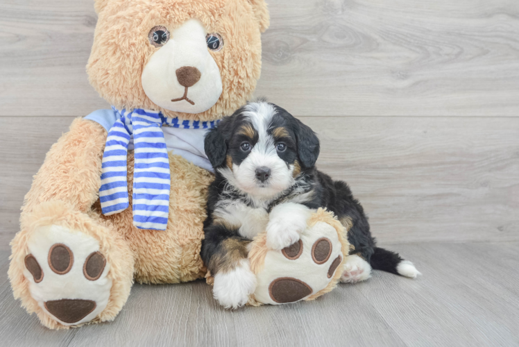 Mini Bernedoodle Pup Being Cute