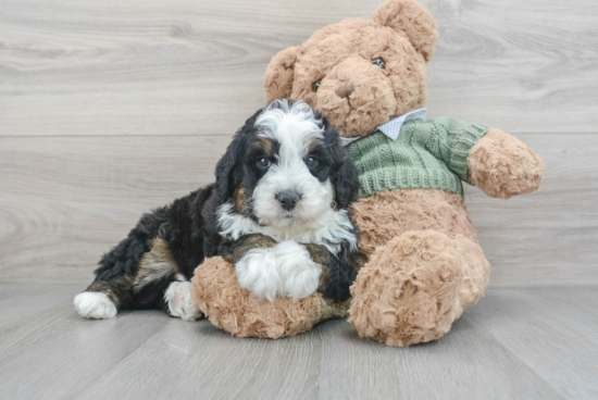 Little Mini Berniedoodle Poodle Mix Puppy