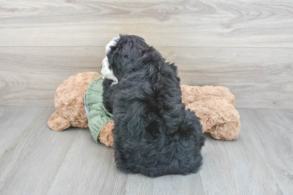 Popular Mini Bernedoodle Poodle Mix Pup