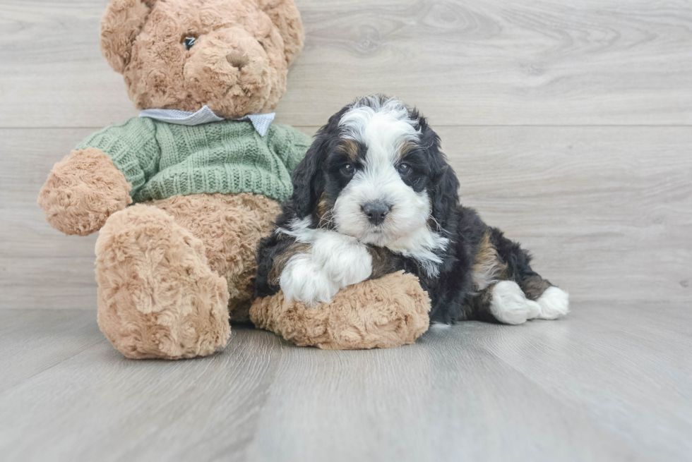 Smart Mini Bernedoodle Poodle Mix Pup