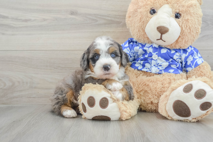 Little Mini Berniedoodle Poodle Mix Puppy