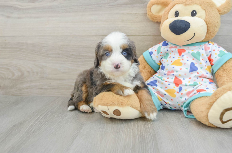 7 week old Mini Bernedoodle Puppy For Sale - Premier Pups