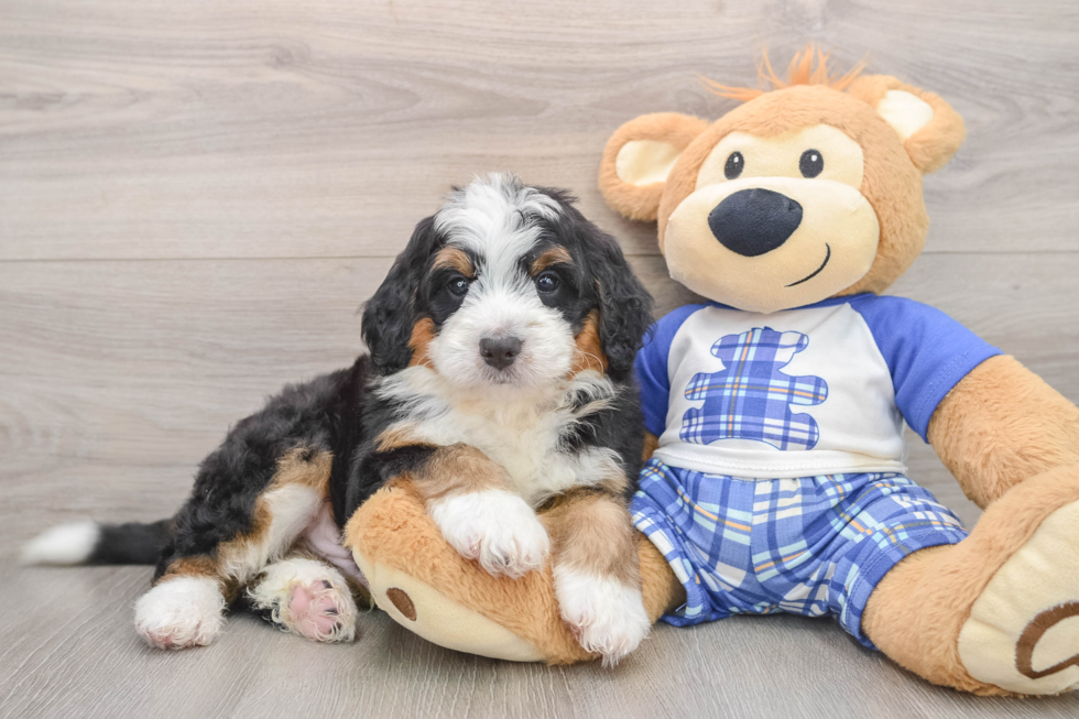 Best Mini Bernedoodle Baby