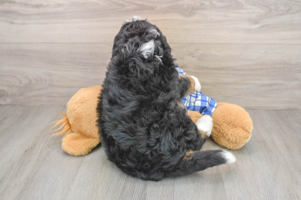 Mini Bernedoodle Pup Being Cute