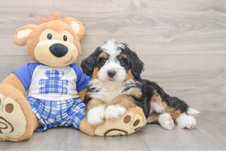 Playful Mini Berniedoodle Poodle Mix Puppy